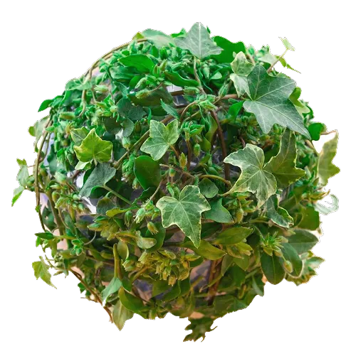 AI Services and Automation